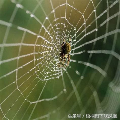 絕夜逄生第三季線上看 一直看到蜘蛛代表什麼